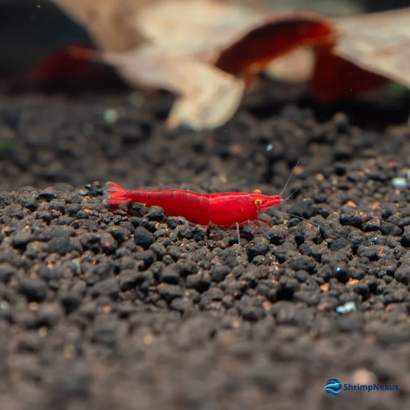Red Demon (Red OE) (Neocaridina davidi var. Red OE) - Foto 2 | ShrimpNexus Portugal