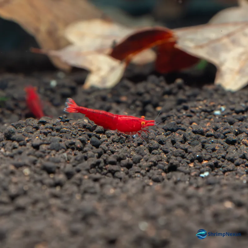 Red Demon (Red OE) (Neocaridina davidi var. Red OE) - Foto 4 | ShrimpNexus Portugal