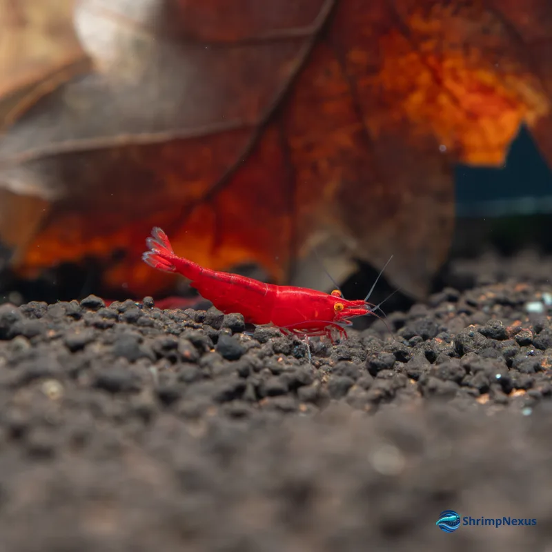 Red Demon (Red OE) (Neocaridina davidi var. Red OE), Neocaridina OE. Comprar em Portugal