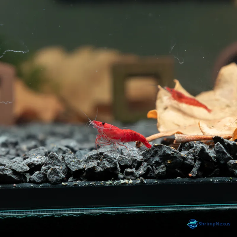 Neocaridina Red Fire (Neocaridina davidi var. Red Fire), Neocaridina. Comprar em Portugal