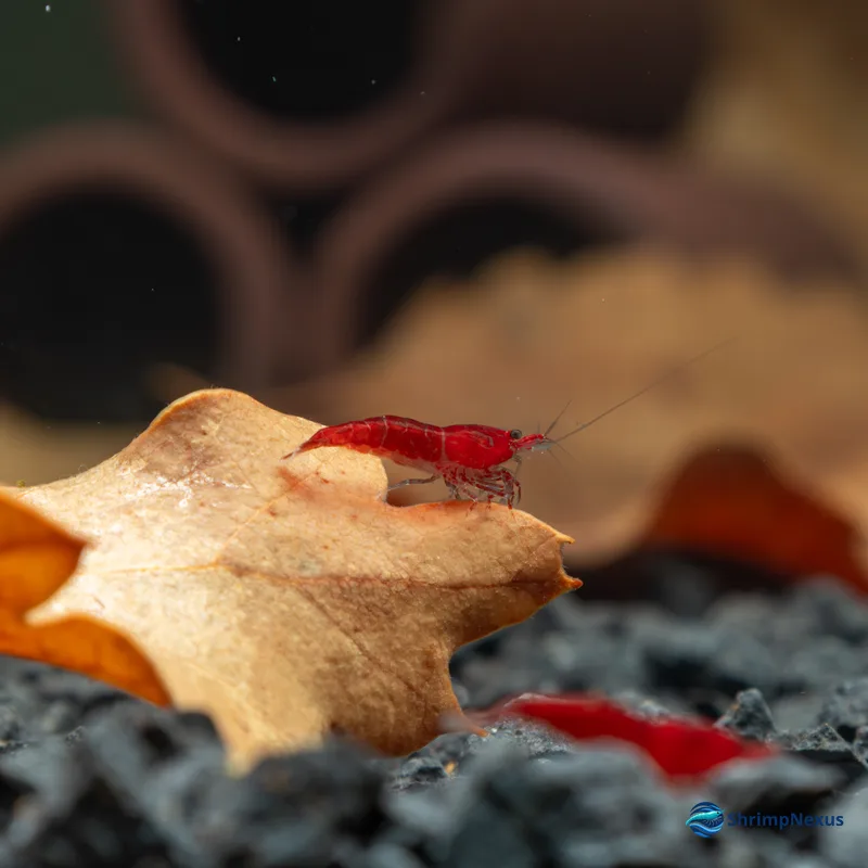 Neocaridina Red Fire (Neocaridina davidi var. Red Fire) - Foto 3 | ShrimpNexus Portugal