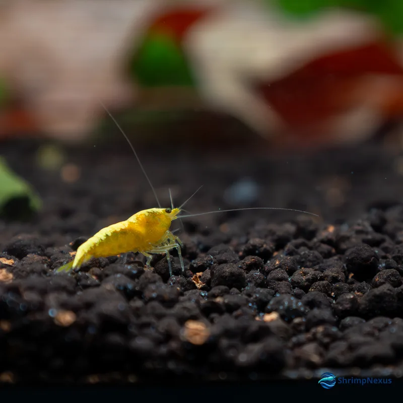 Neocaridina Yellow Golden Back (Neocaridina davidi var. Yellow Golden Back) - Foto 3 | ShrimpNexus Portugal