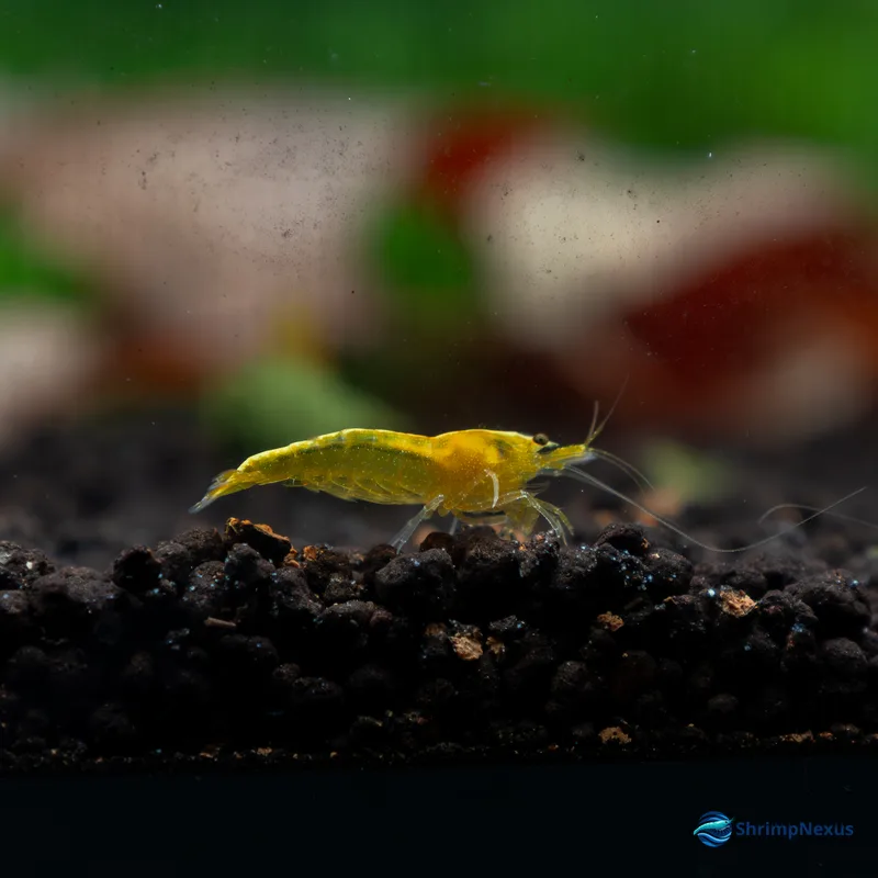 Neocaridina Yellow Golden Back (Neocaridina davidi var. Yellow Golden Back) - Foto 5 | ShrimpNexus Portugal