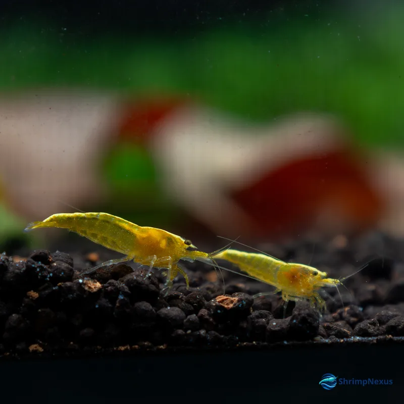 Neocaridina Yellow Golden Back (Neocaridina davidi var. Yellow Golden Back), Neocaridina. Comprar em Portugal