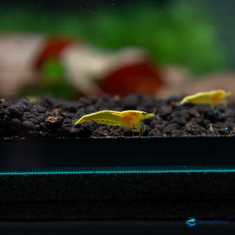 Neocaridina Yellow Golden Back (Neocaridina davidi var. Yellow Golden Back) - Foto 6 | ShrimpNexus Portugal
