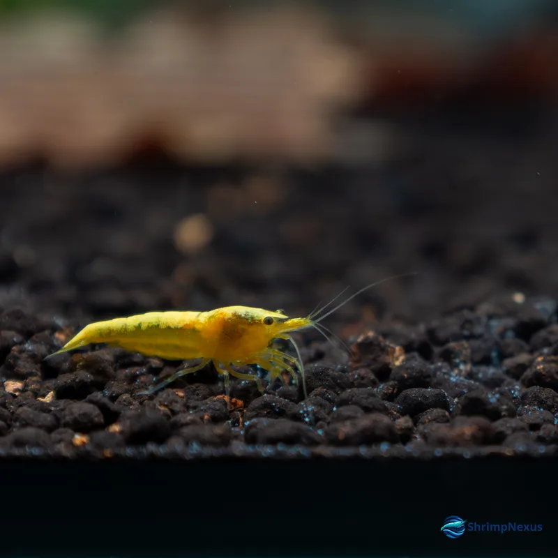 Neocaridina Yellow Golden Back (Neocaridina davidi var. Yellow Golden Back) - Foto 7 | ShrimpNexus Portugal