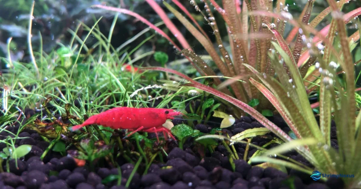 camarão Neocaridina vermelhos num aquário plantado