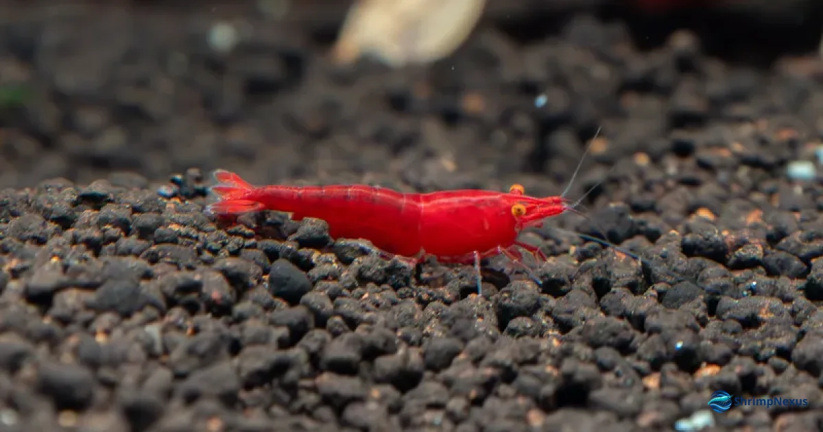 Macro de camarão Neocaridina com olhos cor de laranja brilhantes sobre substrato escuro