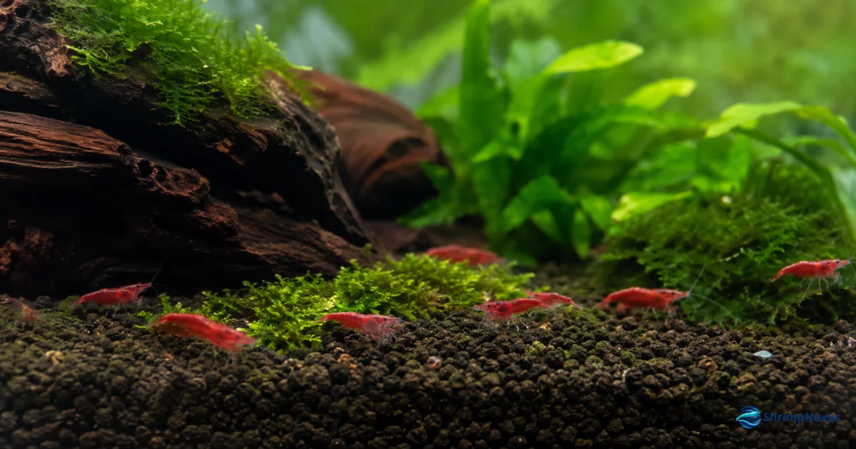 Camarões Neocaridina saudáveis num aquário plantado estável
