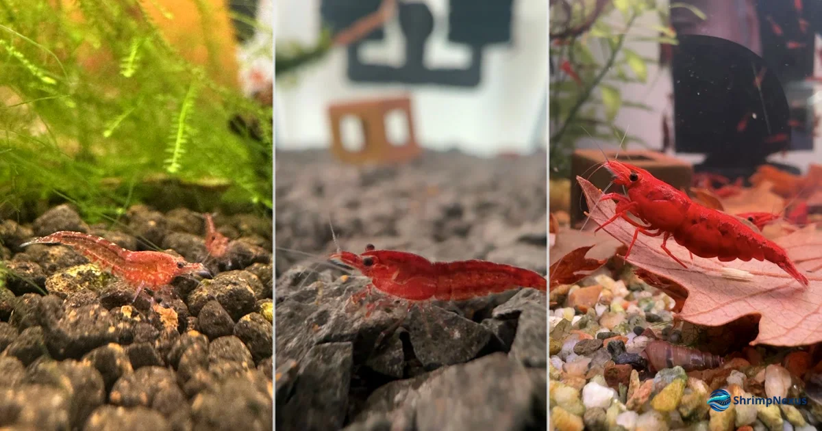 Comparação visual entre camarões Neocaridina Red Cherry, Red Fire e Painted Red em aquário plantado