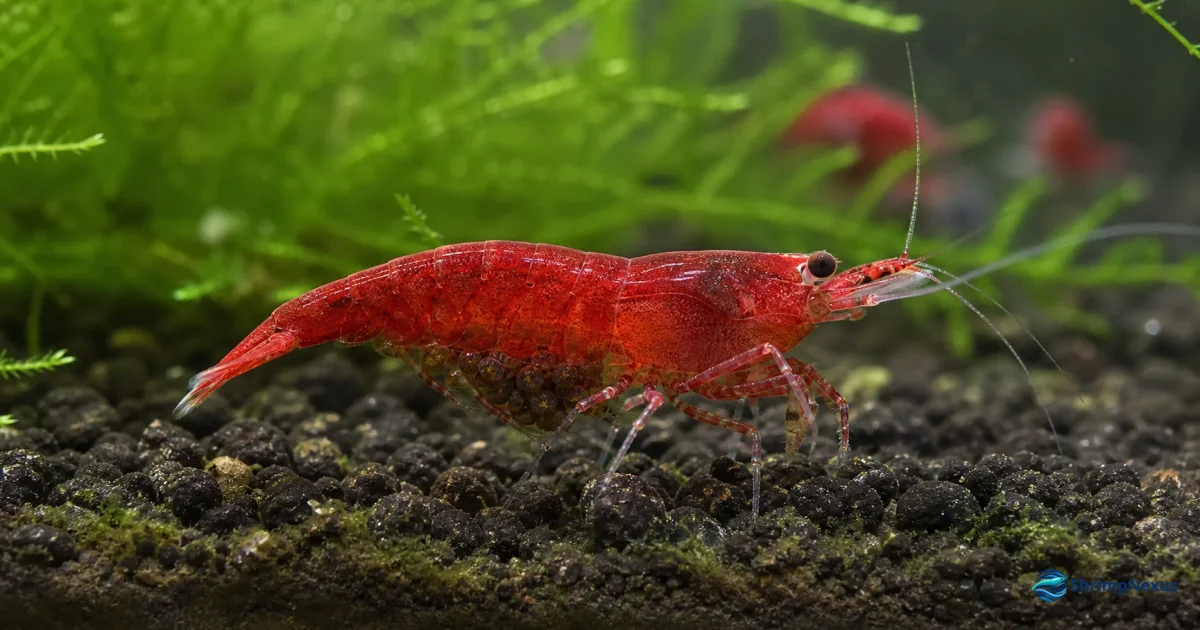 Fêmea Neocaridina com ovos sob o abdómen num aquário plantado