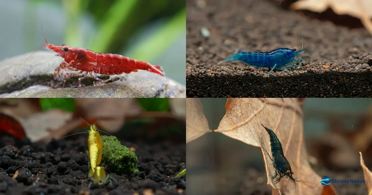 Mosaico com Red Cherry, Blue Dream, Yellow Golden Back e Blue Black Sapphire Orange Eye