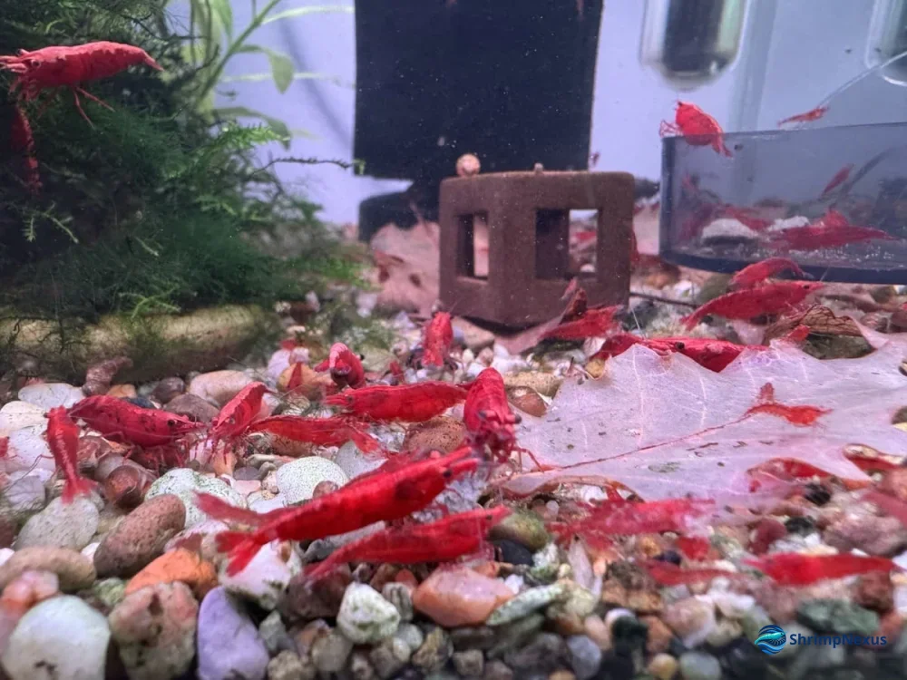 aquários de criação cheio de Neocaridina