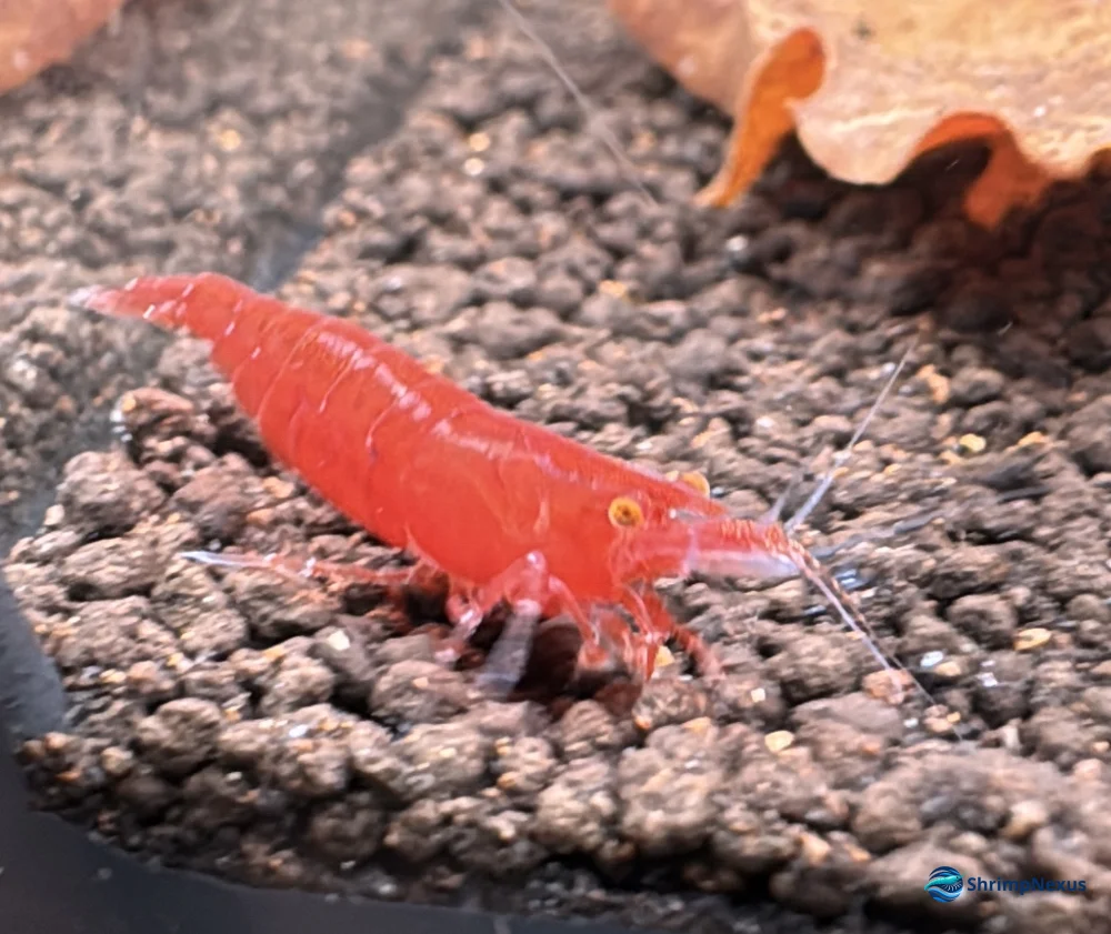 red demon neocaridina