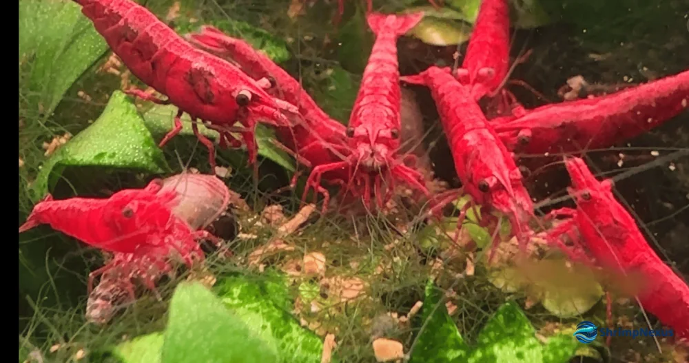 Restos de comida no substrato de um aquário de camarões Neocaridina