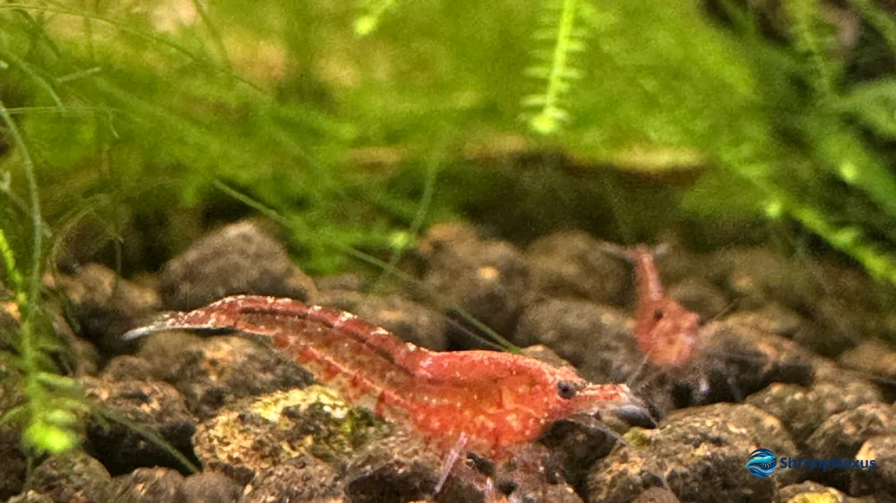 camarão red cherry