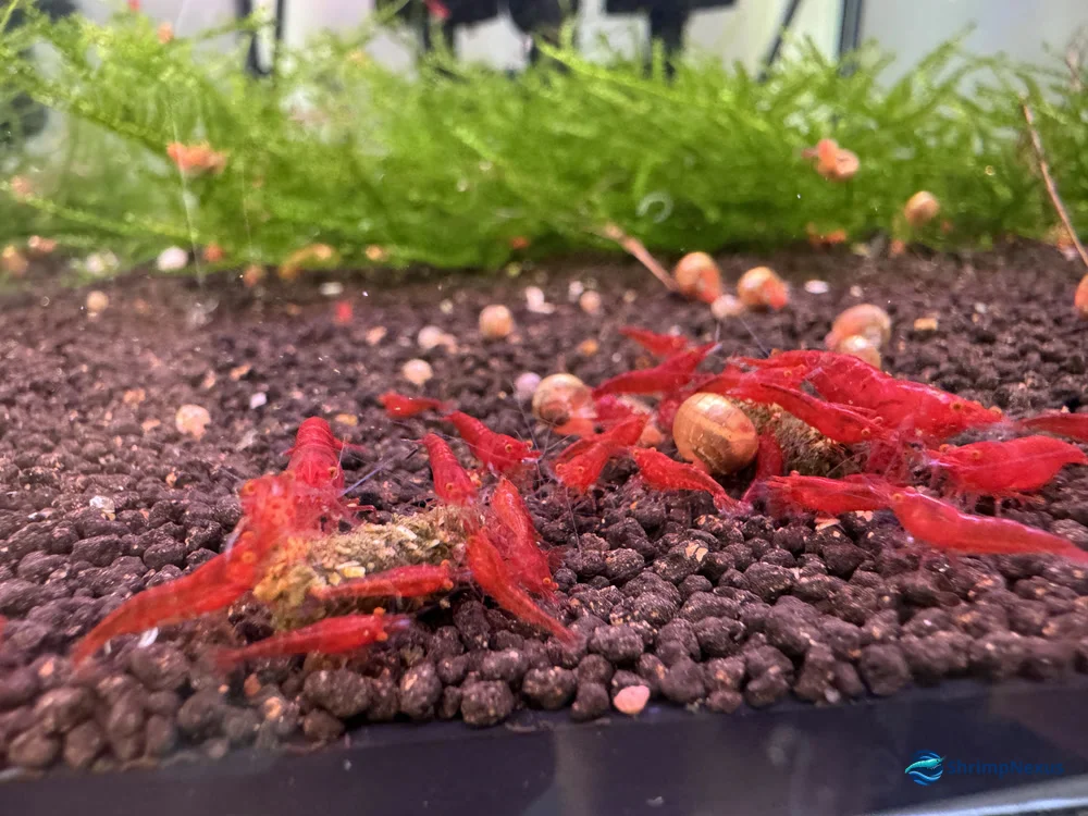 camaroes neocaridina a comer