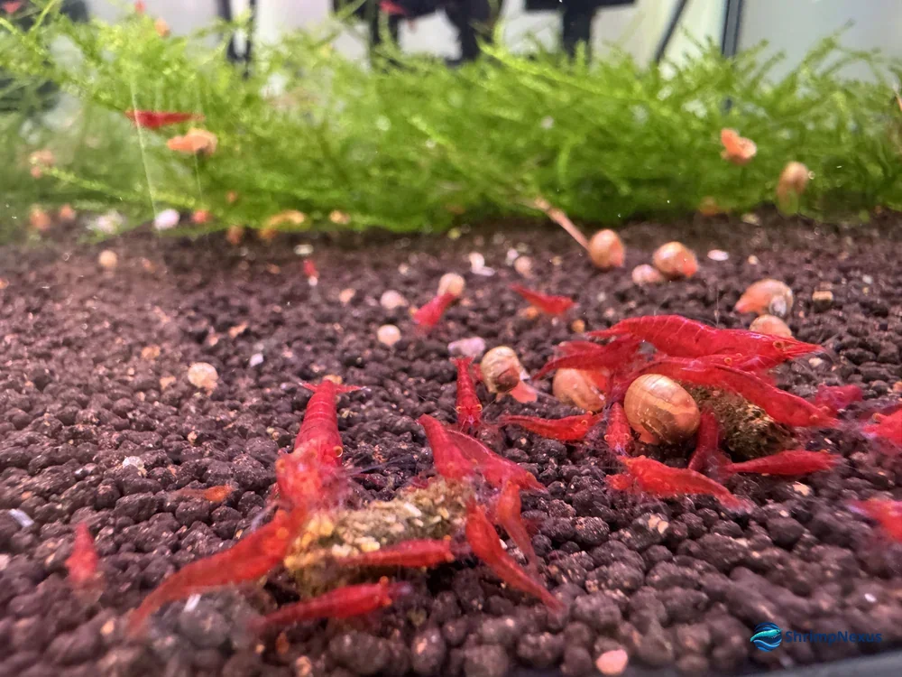 grupo de camaroes neocaridina a comer