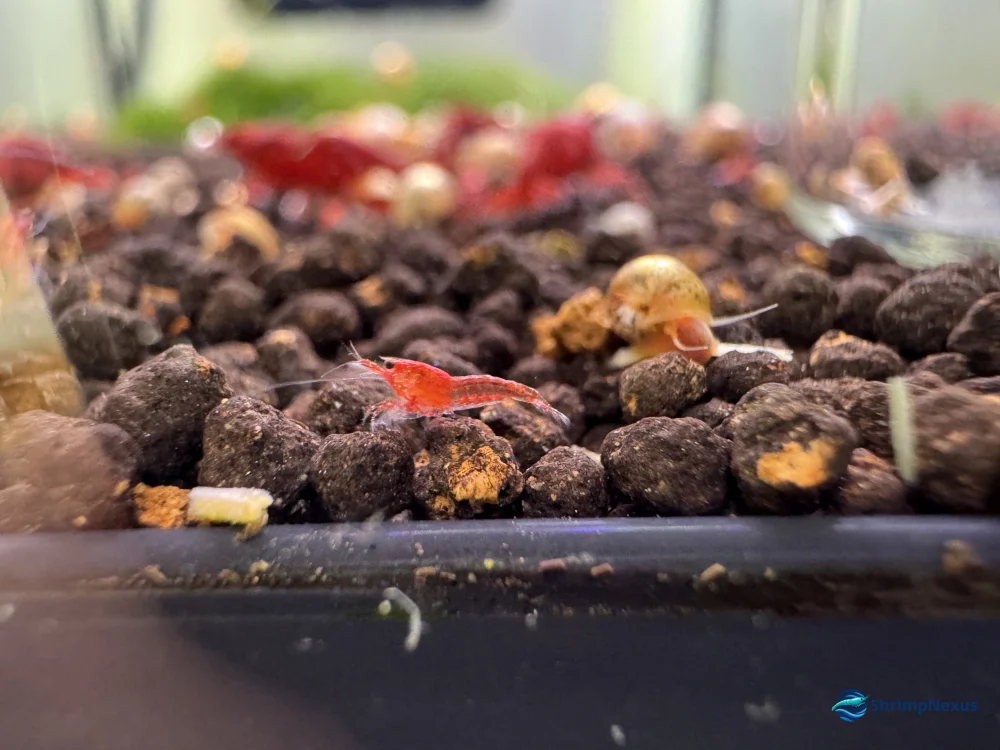 cria de neocaridina recem nascida