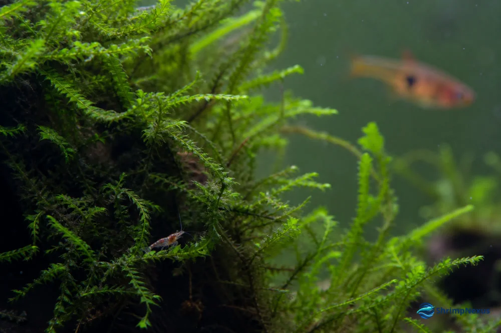 Cria de Neocaridina protegida entre musgo denso com um pequeno peixe ao fundo