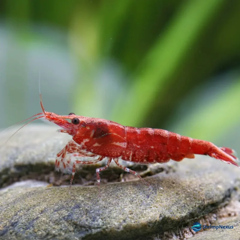 Camarão Neocaridina Red Cherry fotografado lateralmente
