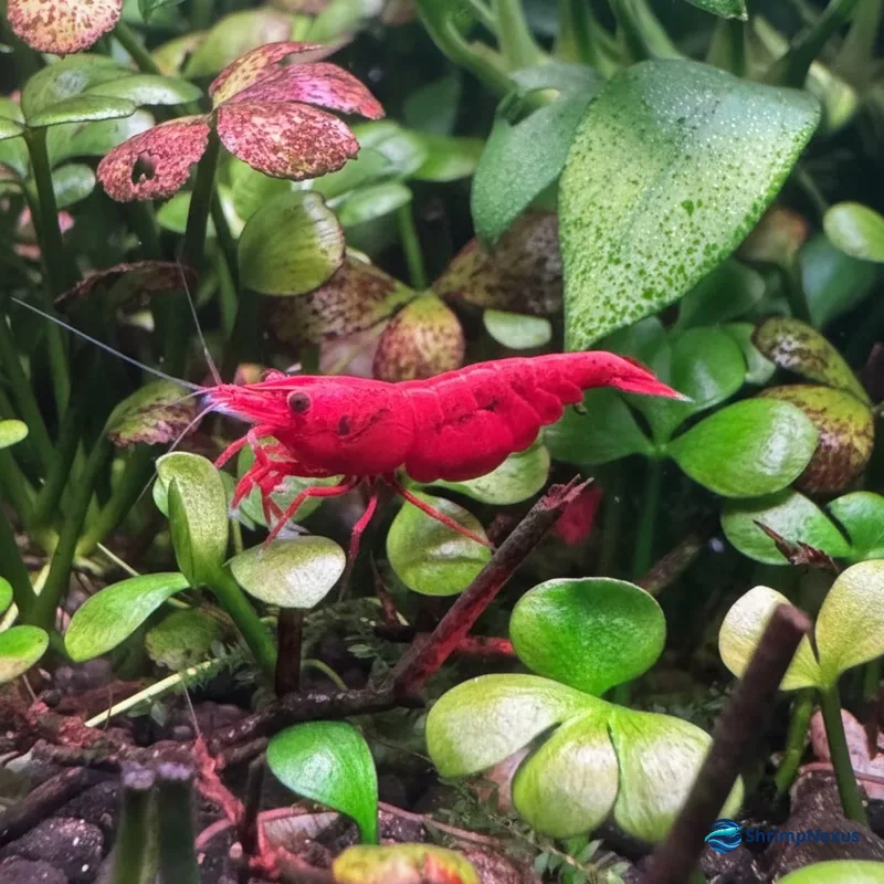 Camarão Neocaridina Red Fire com cobertura vermelha intensa