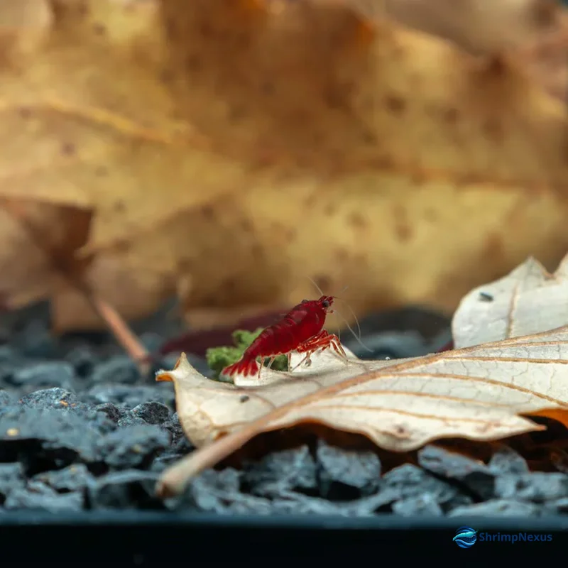 Camarão Neocaridina Bloody Mary com vermelho profundo