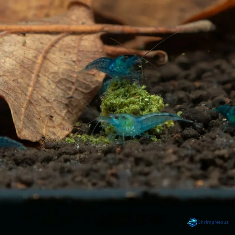 Camarões Neocaridina Blue Jelly com azul claro translúcido