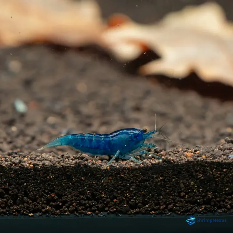 Camarão Neocaridina Blue Dream com azul profundo uniforme