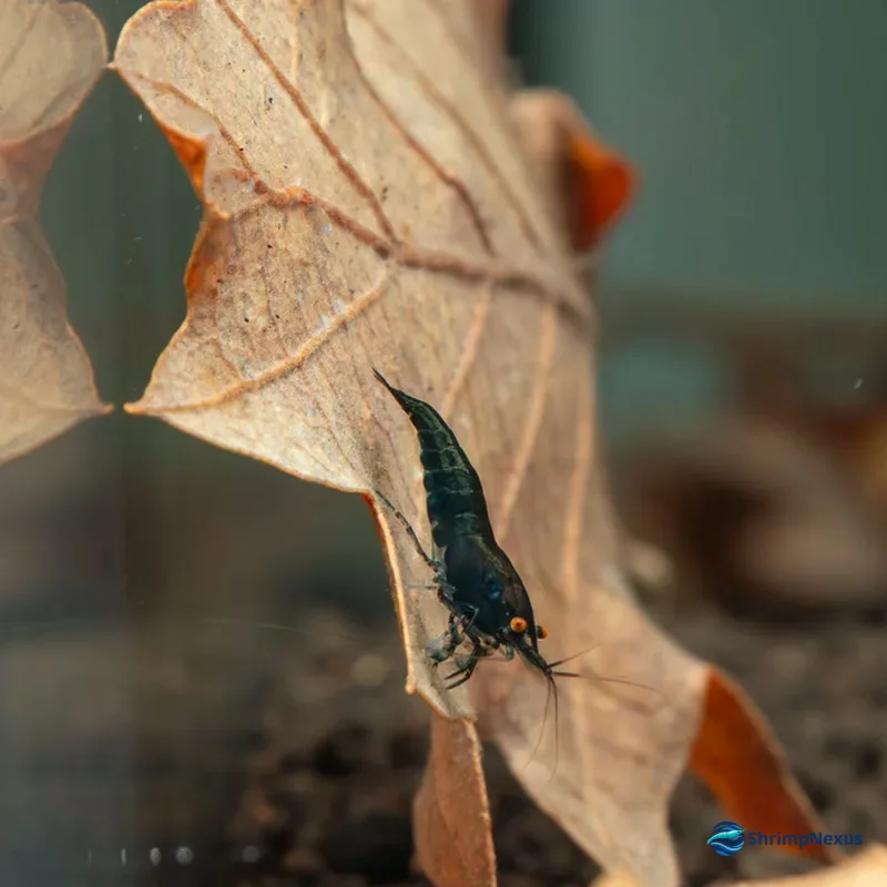 Neocaridina Blue Black Sapphire com olhos laranja