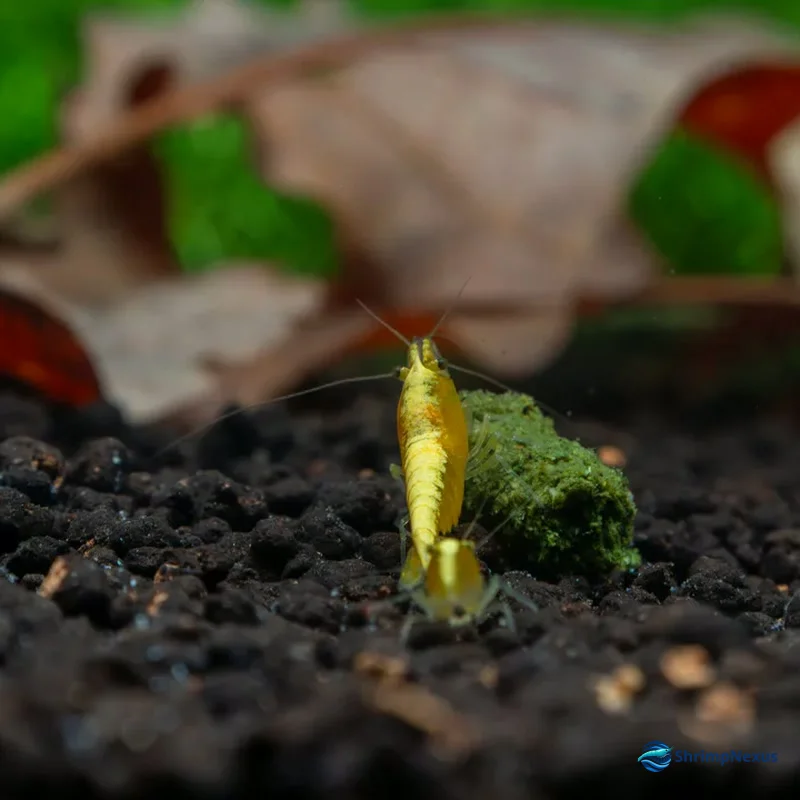Neocaridina Yellow Golden Back com faixa dorsal amarela