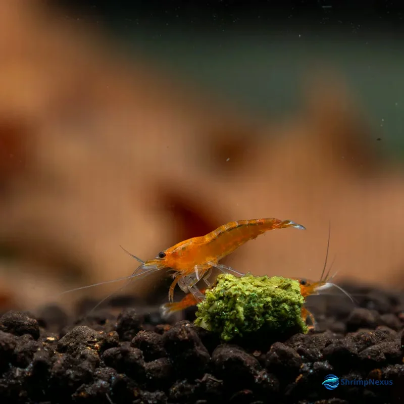 Camarão Neocaridina Orange Sakura com coloração laranja