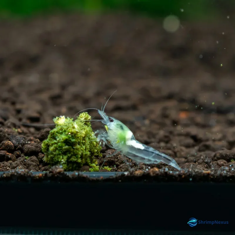 Camarão Neocaridina White Snow branco e translúcido