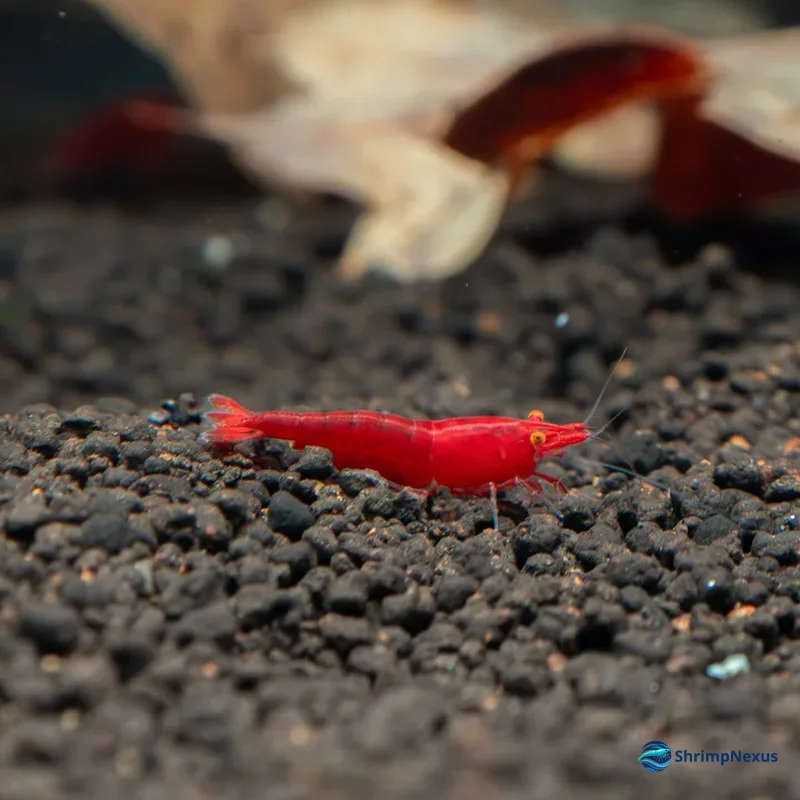 Neocaridina Red Demon com pigmentação vermelha e olhos laranja