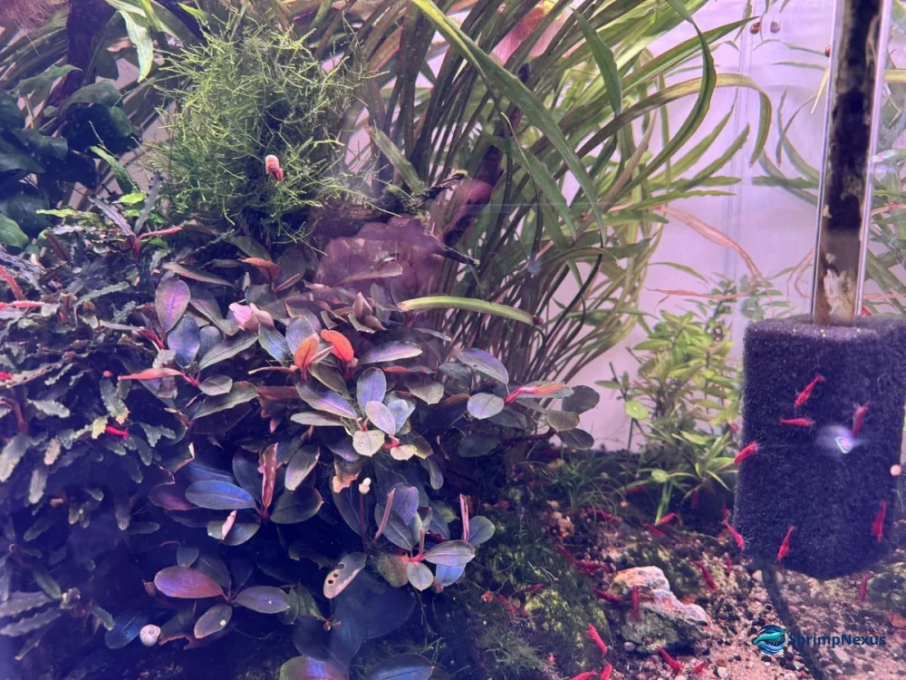 Aquário com Neocaridina no inverno