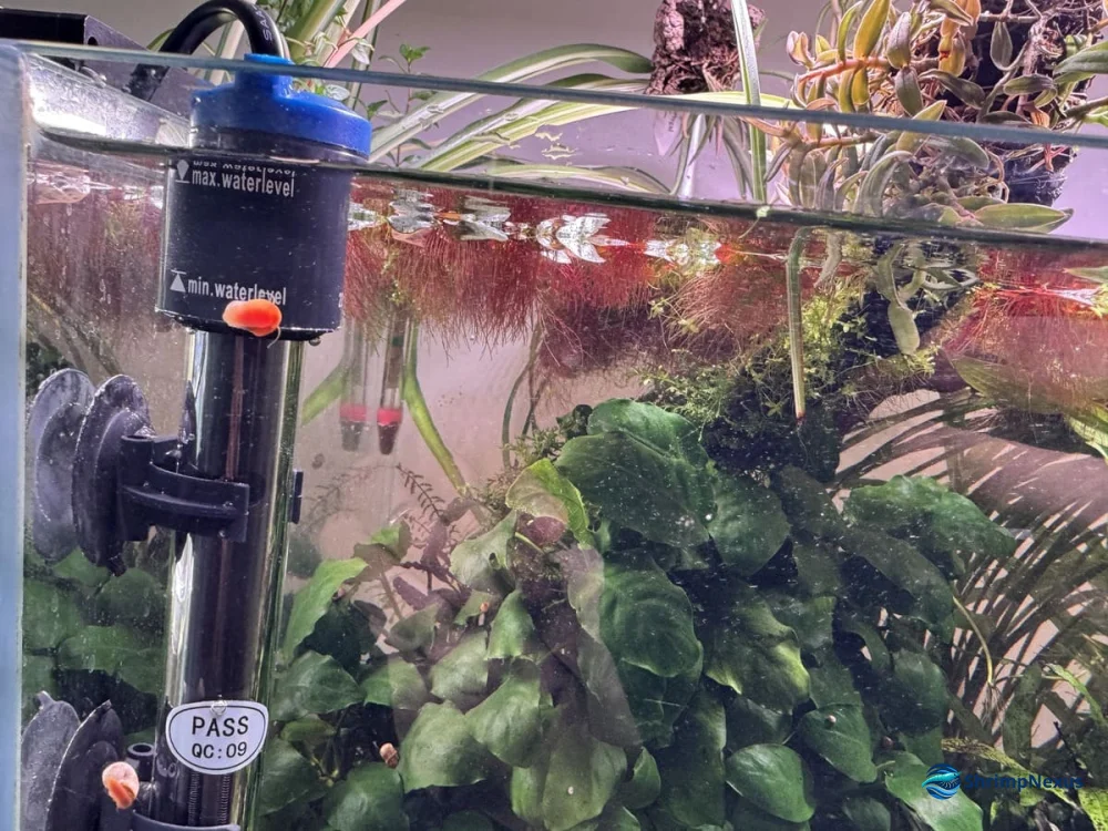Potência do aquecedor para Neocaridina no inverno