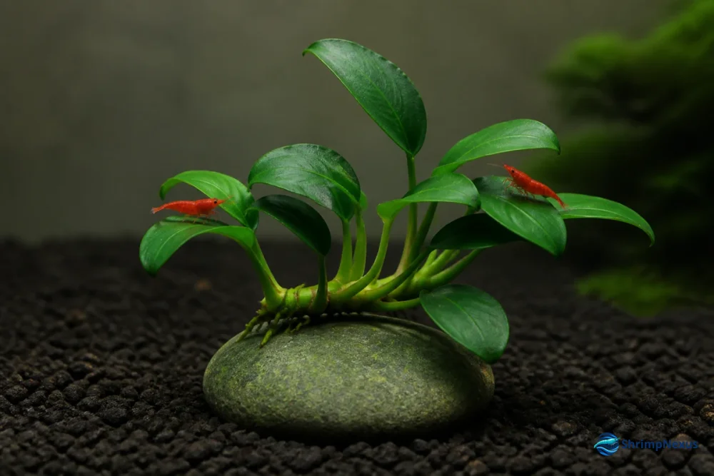 Anubias nana presa a uma pedra, com o rizoma exposto e Neocaridina em escala real