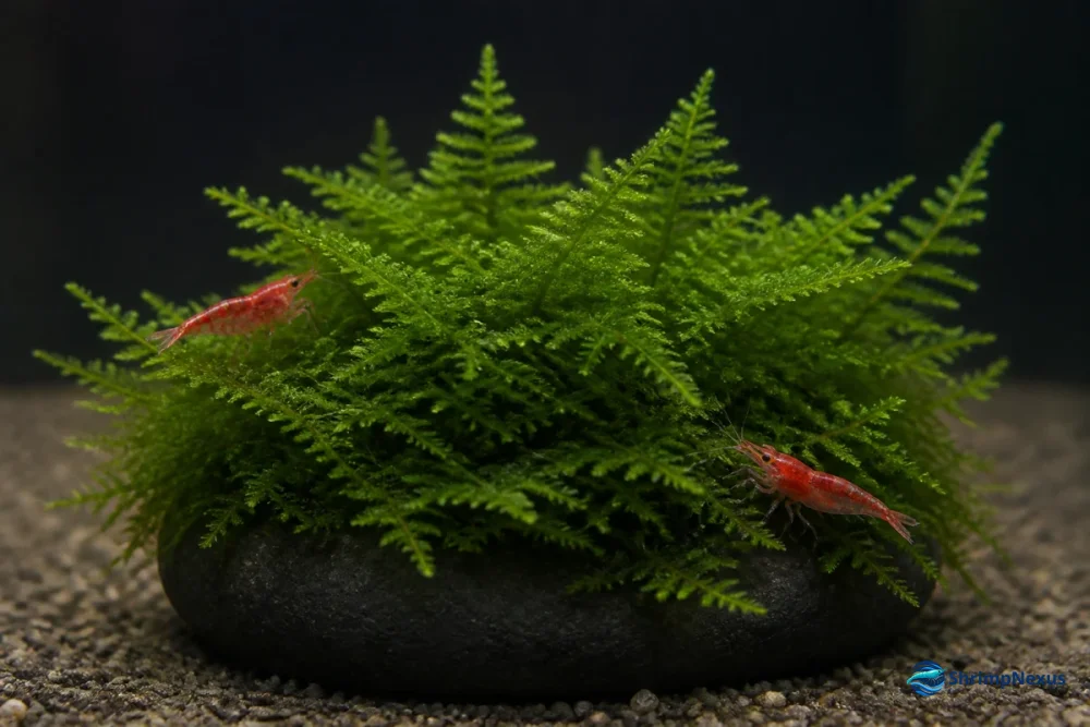 Christmas moss com frondes triangulares numa pedra e Neocaridina em escala real