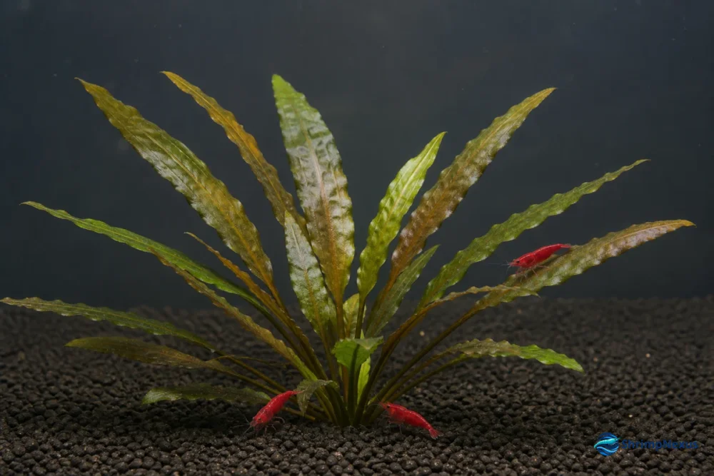 Cryptocoryne wendtii enraizada em substrato neutro com Neocaridina em escala real