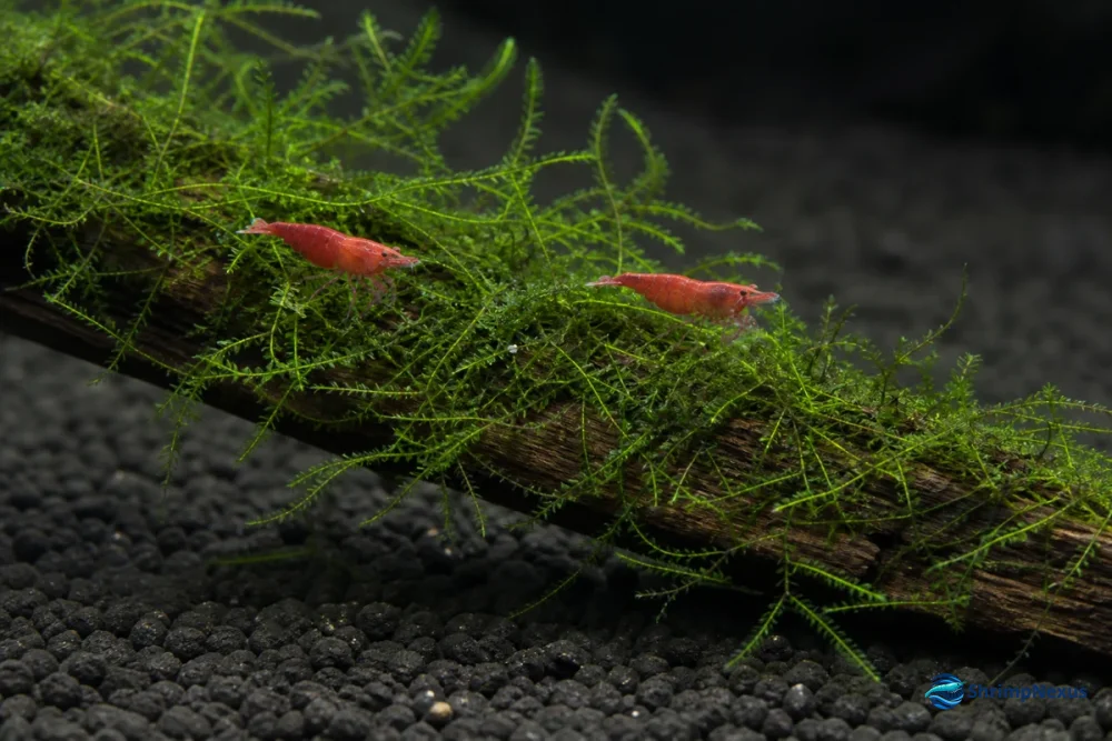 Musgo de Java com crescimento solto num tronco e Neocaridina em escala real