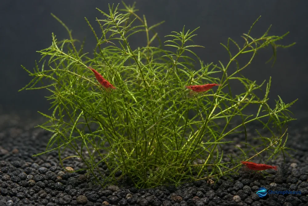 Najas guadalupensis com caules finos e Neocaridina em escala real