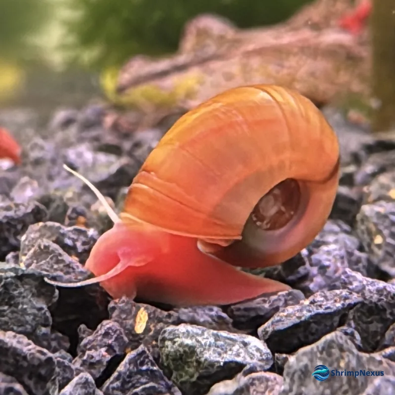 Caracol Planorbis Rosa, Caracóis. Comprar em Portugal