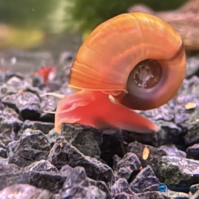 Caracol Planorbis Rosa (Planorbella duryi “Pink”) - Foto 2 | ShrimpNexus Portugal