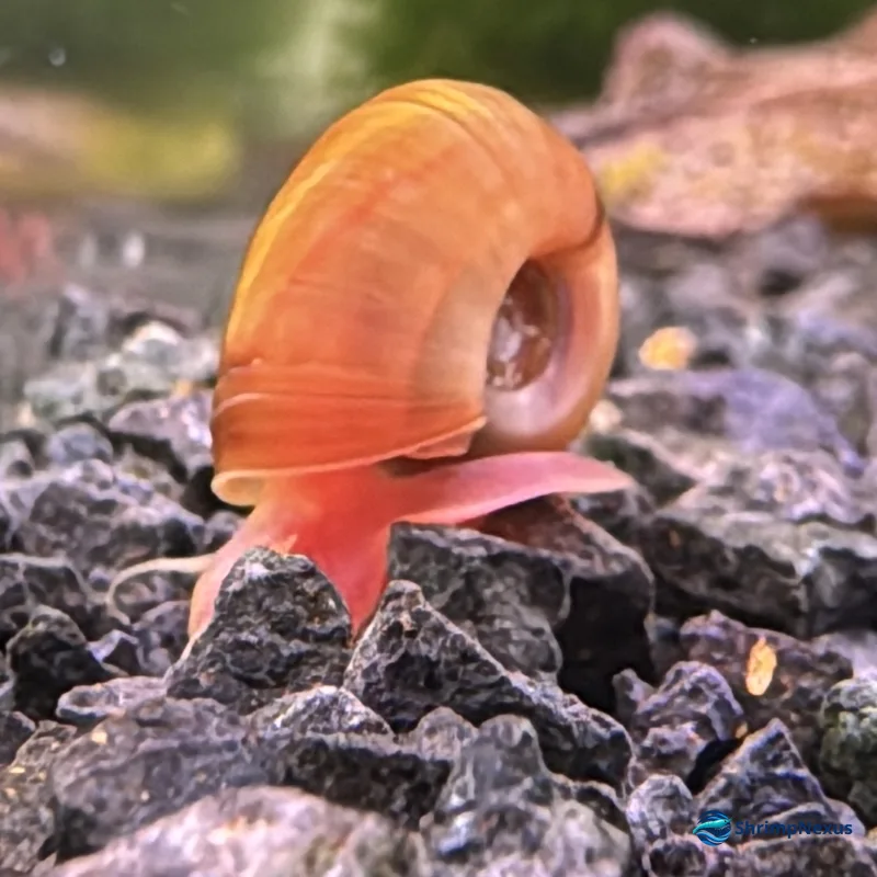 Caracol Planorbis Rosa (Planorbella duryi “Pink”) - Foto 3 | ShrimpNexus Portugal